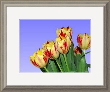 Spring Flowers - Tulips